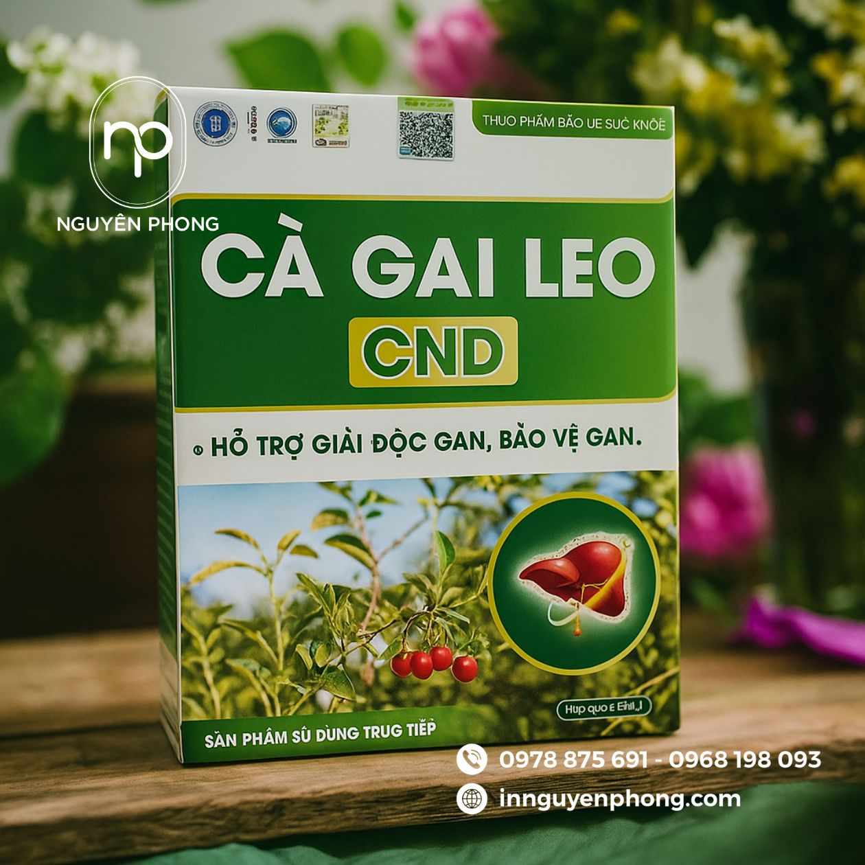 mẫu hộp đựng cà gai leo